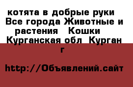 котята в добрые руки - Все города Животные и растения » Кошки   . Курганская обл.,Курган г.